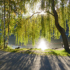 фото "Backlight"