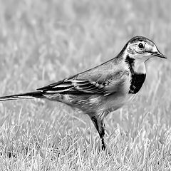 фото "Wagtail 2"