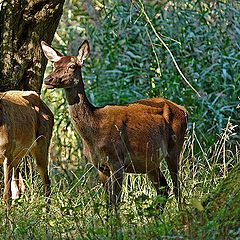 фото "The Herd"