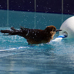 фото "In A Hot Summer Day: Swimming"