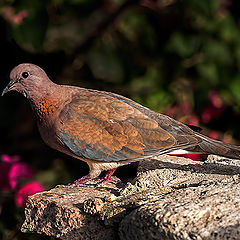 photo "Dove"