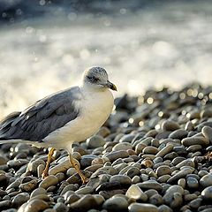 фото "... из пены морской"