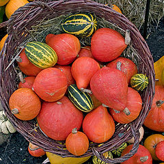 photo "Pumpkins"