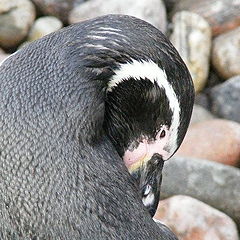 photo "Penguin"