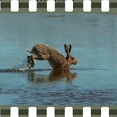 photo "Water Rabbit"