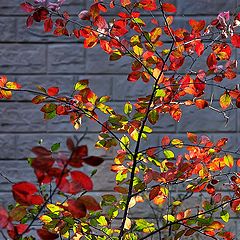 photo "autumn bush"