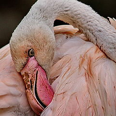 photo "Sad portrait in pink"