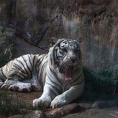 фото "Снежный тигр проснулся..."