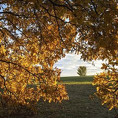 photo "framed by autumn"