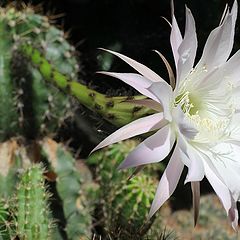 photo "Cacti on bloom"