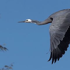 photo "White-faced Egret"