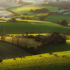 photo "Cows and birds"