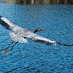 photo "Birds"