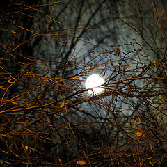 photo "moon"