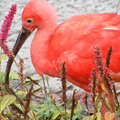 photo "Red bird"