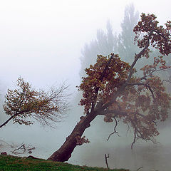фото "Туман-растуманы"