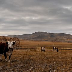 фото "Бурёнки."