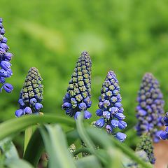 photo "Muscari"