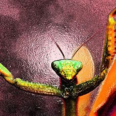 photo "Nightmare Mantis"