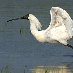 photo "Spoonbill"