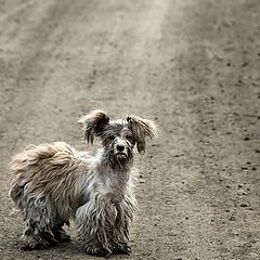 фото "В парикмахерскую????? Да ни за что! Это же дреды!!"