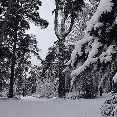 фото "снежность"