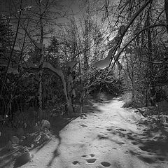 фото "Тени зимнего леса"