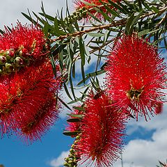 фото "Bottle brush_2"