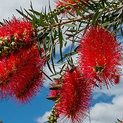 photo "Bottle brush_2"