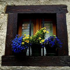 фото "Poetry flowers in window"