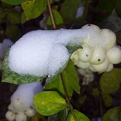 фото "first snow"