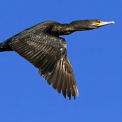 photo "Cormorant"