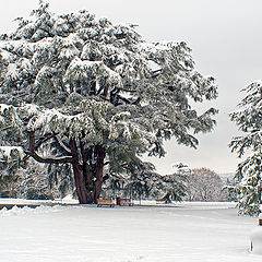 photo "Sudden winter"