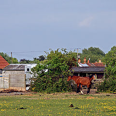 фото "Конь в пальто, тянитолкай и другие атрибуты фермы"