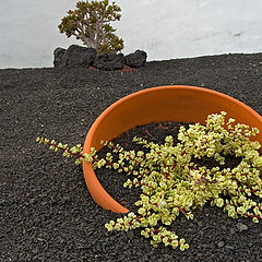 фото "Lanzarote"