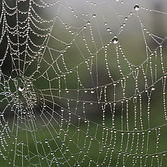 photo "Cobweb"