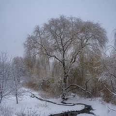 фото "Про первый снег и ручеёк , похожий на осьминожку..."