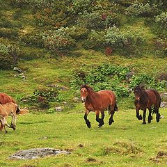 фото "Horses, freedom..."