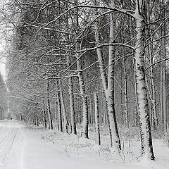 фото "Графика зимы"