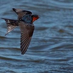 photo "Welcome swallow"