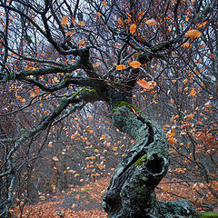 фото "С выкрутасом))"