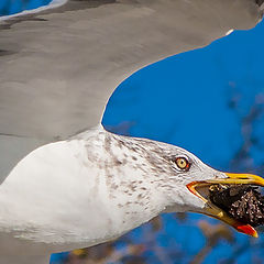 photo "Seagull Catch"