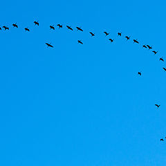 photo "Black Ibis Arch"