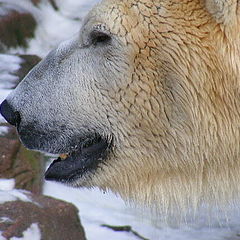 photo "Polar bear"