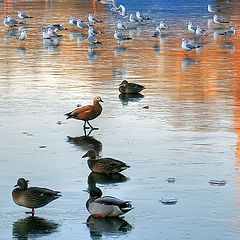 photo "on thin ice"