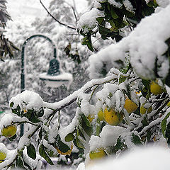 photo "Christmas lemons ..."