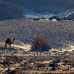 photo "IN THE DESERT"