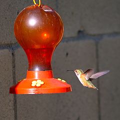 фото "Hummingbird"