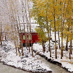 фото "red in snow"