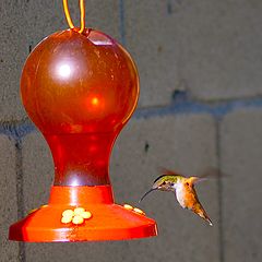 фото "Hummingbird 1"